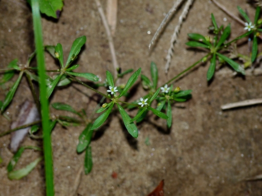 {Mollugo verticillata}